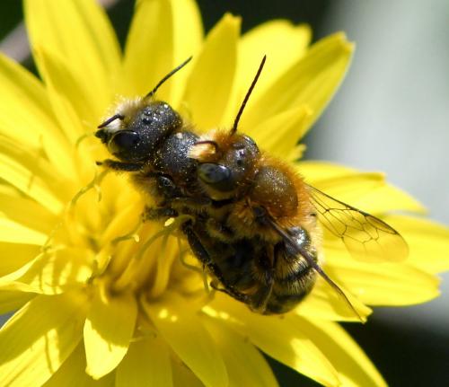 Osmia latreillei